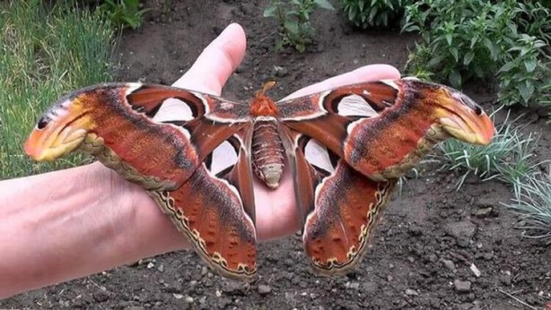 Foto - Sosyal medya ayağa kaldıran 3 başlı yılan olayı! Gerçeği görenler şok oldu