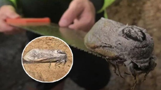 Foto - Sosyal medya ayağa kaldıran 3 başlı yılan olayı! Gerçeği görenler şok oldu