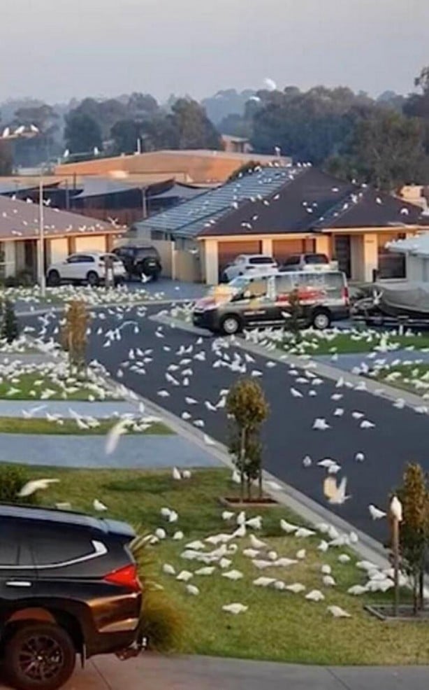 Foto - Sosyal medya ayağa kaldıran 3 başlı yılan olayı! Gerçeği görenler şok oldu