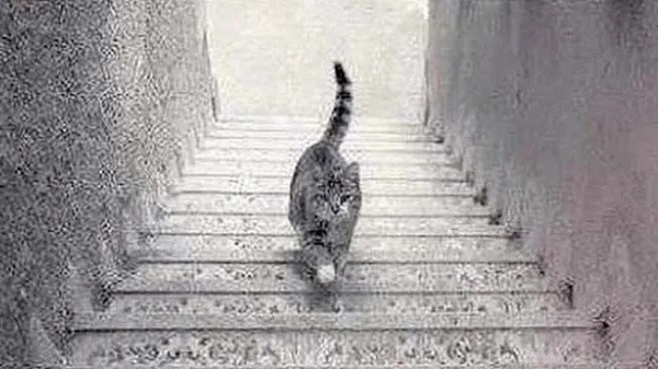 Foto - Sosyal medyada çok popüler | Ne kadar dikkatlisin tıkla gör!