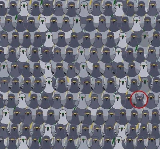 Foto - Sosyal medyada çok popüler | Ne kadar dikkatlisin tıkla gör!