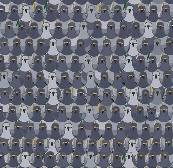 Foto - Sosyal medyada çok popüler | Ne kadar dikkatlisin tıkla gör!