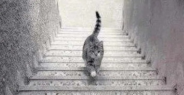 Foto - Sosyal medyada çok popüler | Ne kadar dikkatlisin tıkla gör!