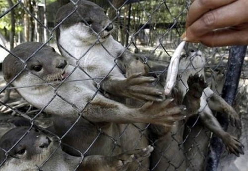 Foto - Sosyal medyada kırıp geçiren görüntüler