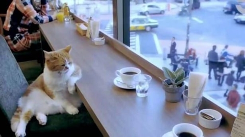 Foto - Sosyal medyada kırıp geçiren görüntüler