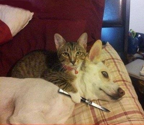 Foto - Sosyal medyada kırıp geçiren görüntüler