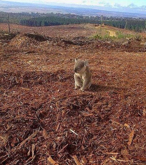 Foto - Sosyal medyada kırıp geçiren görüntüler