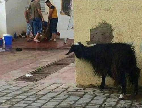 Foto - Sosyal medyada kırıp geçiren görüntüler