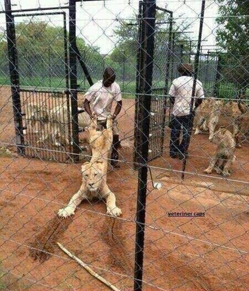 Foto - Sosyal medyada kırıp geçiren görüntüler