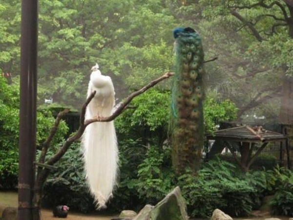 Foto - Sosyal medyada paylaşım rekoru kıran görseller