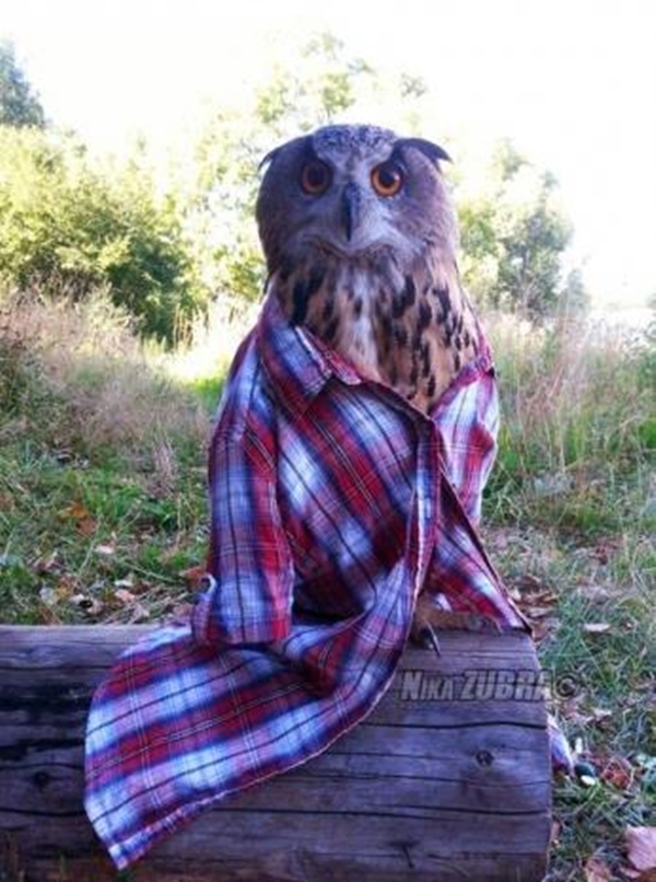 Foto - Sosyal medyada paylaşım rekoru kıran görseller