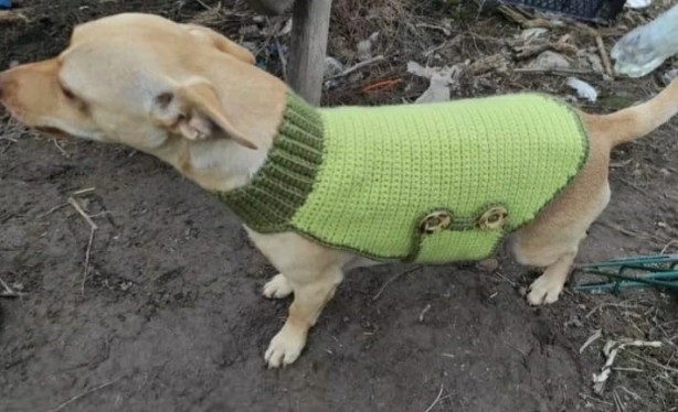 Foto - Sosyal medyada yayılıyor! Bu köpeği bulana 100 bin TL