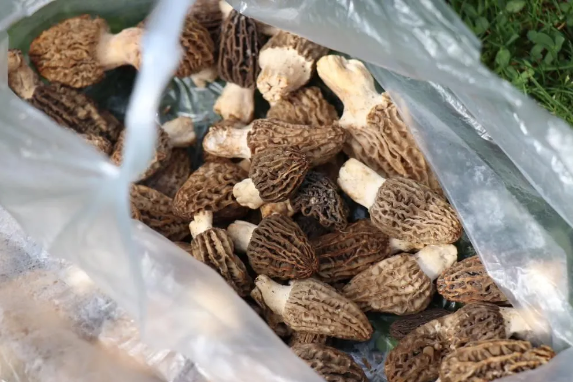 Foto - Sosyal medyaya damga vurdu! 3 arkadaşa zeybek oynatan besin