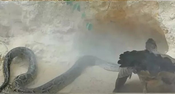 Foto - Sosyal medyayı sallayan anlar! Tavuğun inanılmaz mücadelesi