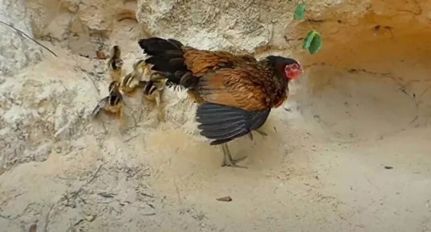 Foto - Sosyal medyayı sallayan anlar! Tavuğun inanılmaz mücadelesi