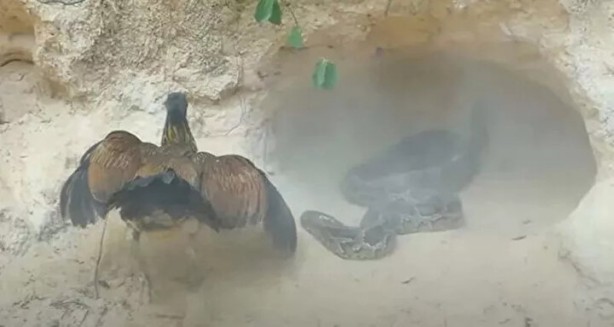 Foto - Sosyal medyayı sallayan anlar! Tavuğun inanılmaz mücadelesi