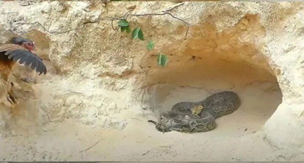 Foto - Sosyal medyayı sallayan anlar! Tavuğun inanılmaz mücadelesi