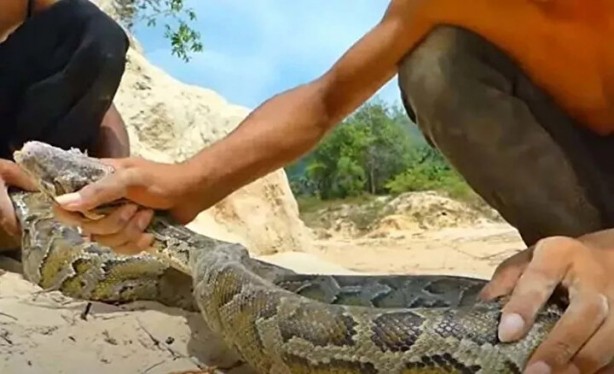 Foto - Sosyal medyayı sallayan anlar! Tavuğun inanılmaz mücadelesi