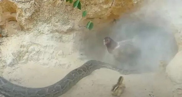 Foto - Sosyal medyayı sallayan anlar! Tavuğun inanılmaz mücadelesi