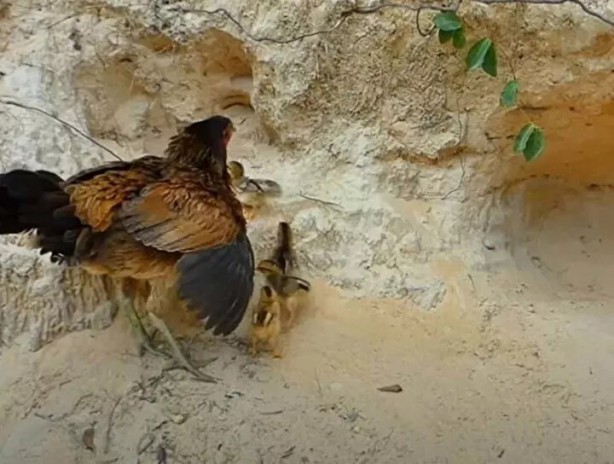 Foto - Sosyal medyayı sallayan anlar! Tavuğun inanılmaz mücadelesi