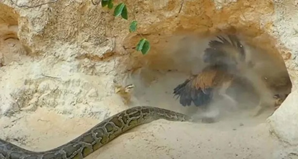 Foto - Sosyal medyayı sallayan anlar! Tavuğun inanılmaz mücadelesi