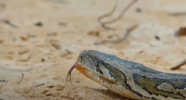 Foto - Sosyal medyayı sallayan anlar! Tavuğun inanılmaz mücadelesi