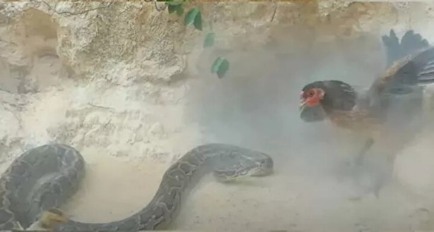 Foto - Sosyal medyayı sallayan anlar! Tavuğun inanılmaz mücadelesi