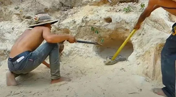 Foto - Sosyal medyayı sallayan anlar! Tavuğun inanılmaz mücadelesi