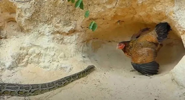 Foto - Sosyal medyayı sallayan anlar! Tavuğun inanılmaz mücadelesi