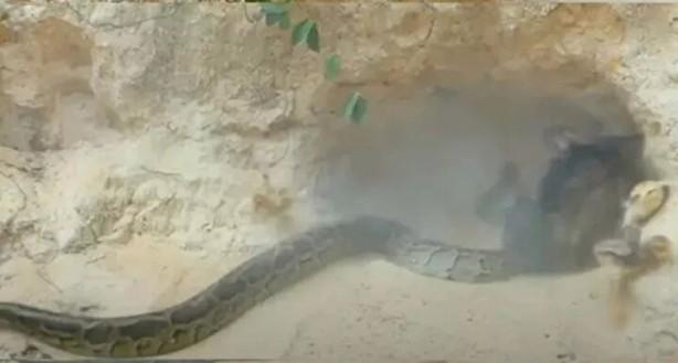 Foto - Sosyal medyayı sallayan anlar! Tavuğun inanılmaz mücadelesi