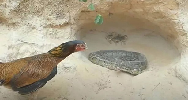 Foto - Sosyal medyayı sallayan anlar! Tavuğun inanılmaz mücadelesi