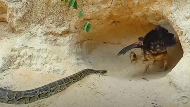 Foto - Sosyal medyayı sallayan anlar! Tavuğun inanılmaz mücadelesi