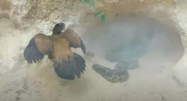 Foto - Sosyal medyayı sallayan anlar! Tavuğun inanılmaz mücadelesi