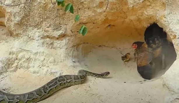 Foto - Sosyal medyayı sallayan anlar! Tavuğun inanılmaz mücadelesi