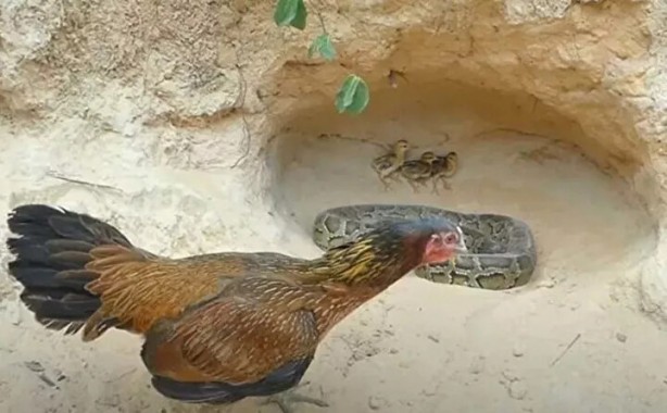 Foto - Sosyal medyayı sallayan anlar! Tavuğun inanılmaz mücadelesi