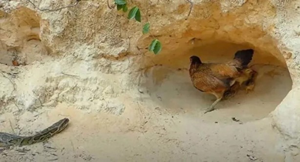 Foto - Sosyal medyayı sallayan anlar! Tavuğun inanılmaz mücadelesi