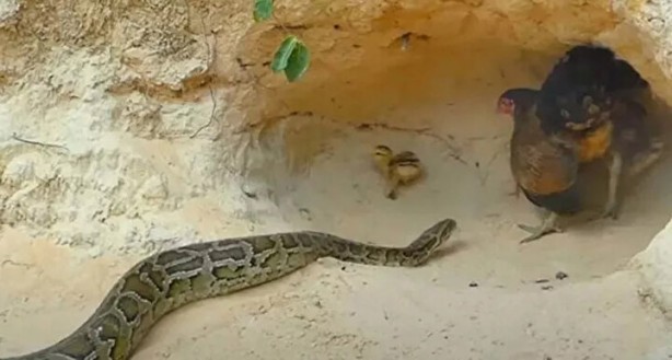 Foto - Sosyal medyayı sallayan anlar! Tavuğun inanılmaz mücadelesi