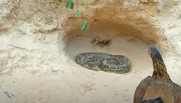 Foto - Sosyal medyayı sallayan anlar! Tavuğun inanılmaz mücadelesi