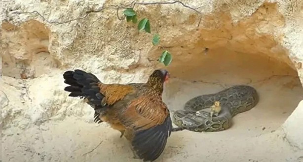 Foto - Sosyal medyayı sallayan anlar! Tavuğun inanılmaz mücadelesi