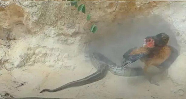 Foto - Sosyal medyayı sallayan anlar! Tavuğun inanılmaz mücadelesi