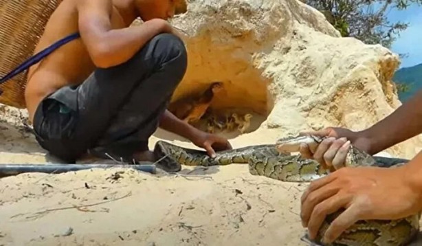 Foto - Sosyal medyayı sallayan anlar! Tavuğun inanılmaz mücadelesi