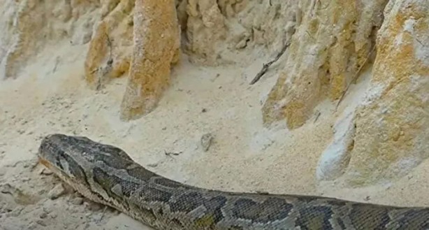 Foto - Sosyal medyayı sallayan anlar! Tavuğun inanılmaz mücadelesi