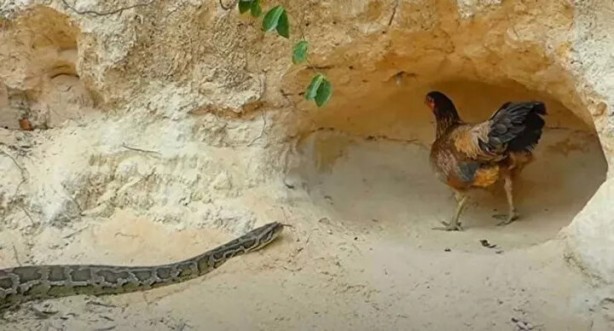 Foto - Sosyal medyayı sallayan anlar! Tavuğun inanılmaz mücadelesi