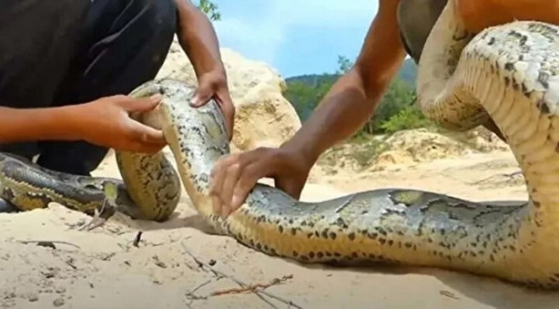 Foto - Sosyal medyayı sallayan anlar! Tavuğun inanılmaz mücadelesi
