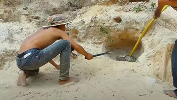 Foto - Sosyal medyayı sallayan anlar! Tavuğun inanılmaz mücadelesi