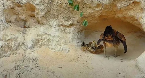 Foto - Sosyal medyayı sallayan anlar! Tavuğun inanılmaz mücadelesi