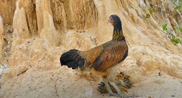 Sosyal medyayı sallayan anlar! Tavuğun inanılmaz mücadelesi