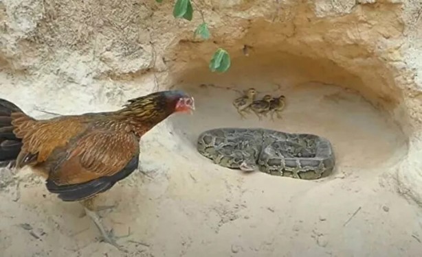 Foto - Sosyal medyayı sallayan anlar! Tavuğun inanılmaz mücadelesi