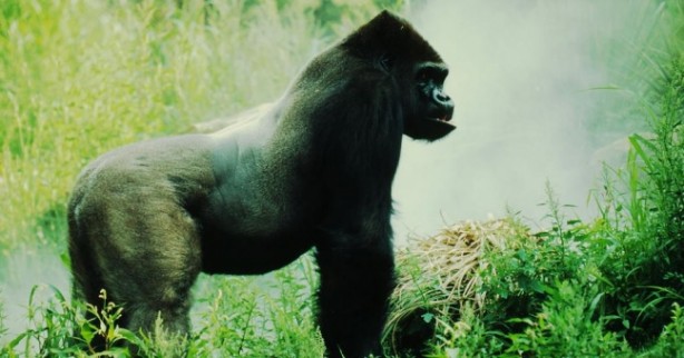 Foto - Soyu tükenmek üzere olan 17 önemli hayvan