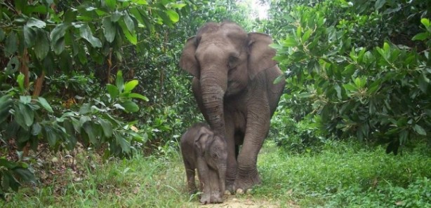 Foto - Soyu tükenmek üzere olan 17 önemli hayvan